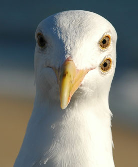 Seagull with 3 eyes